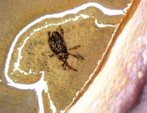 undet. Curculionidae