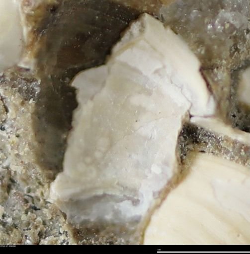 Corbulamella gregaria