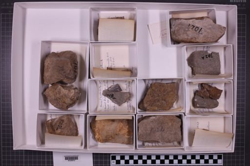 mixed taxa, stratigraphic collection