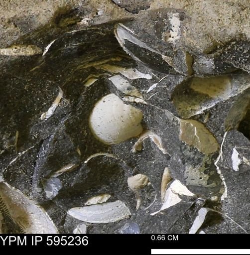 Protocardia sp.
