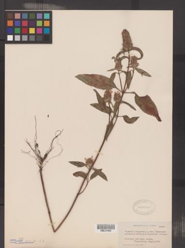 Physostegia virginiana
