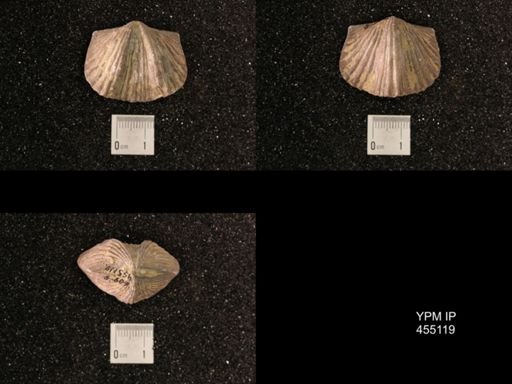 Platystrophia ponderosa var.