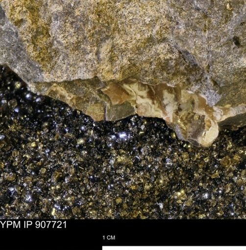 undet. Ammonoidea