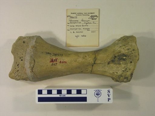 Teleoceras fossiger