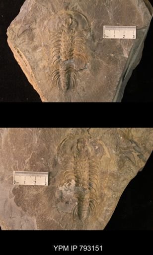 Zacanthoides