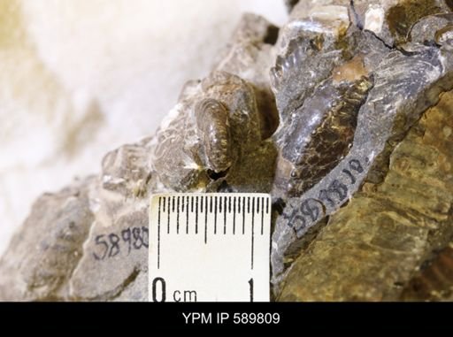 Hoploscaphites comprimus