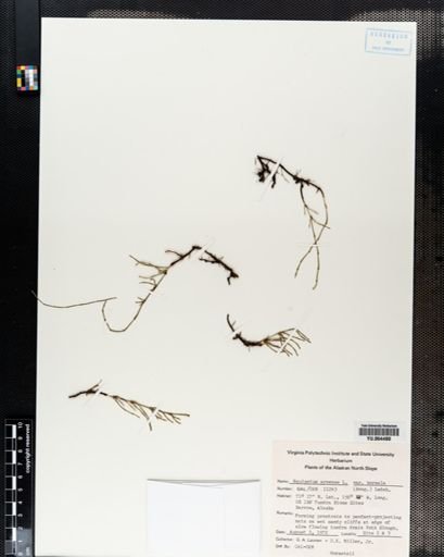Plantae