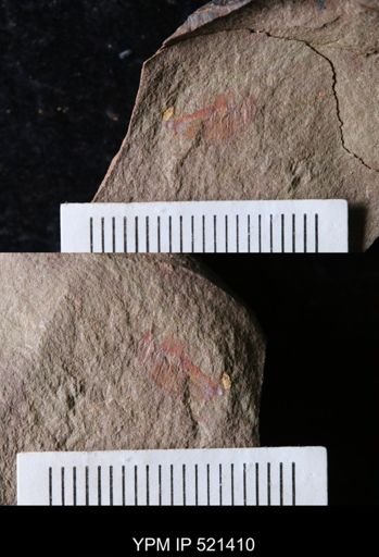 undet. Cheloniellida