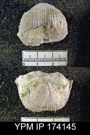 Productus magnicostatus