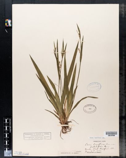 Carex laxiflora