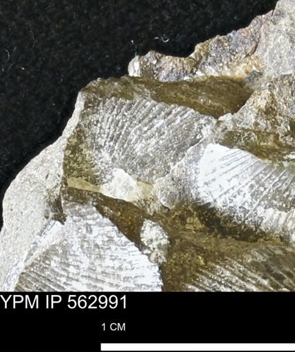 Oxytoma (Hypoxytoma) sp.