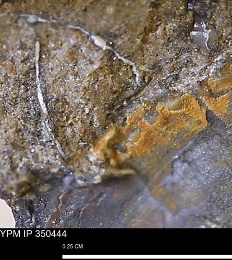 undet. Mollusca