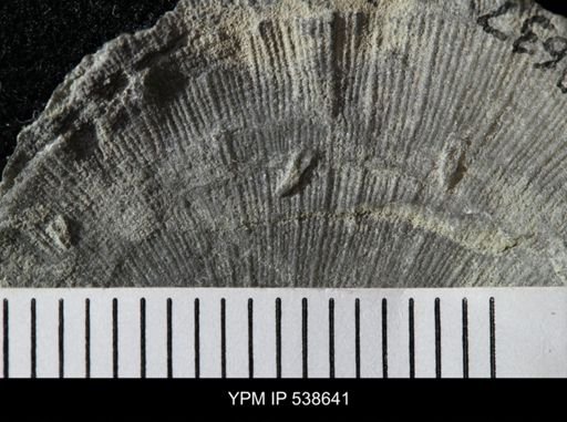 Cornulites sp.