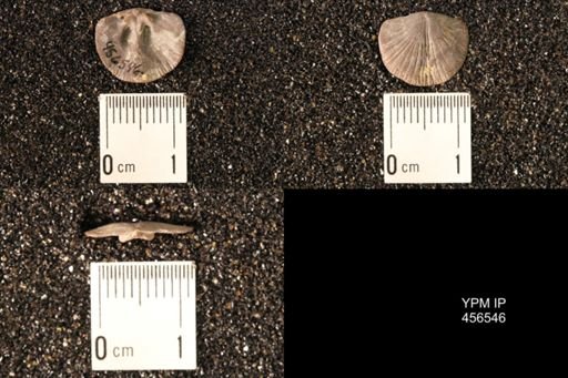 Dalmanella testudinaria