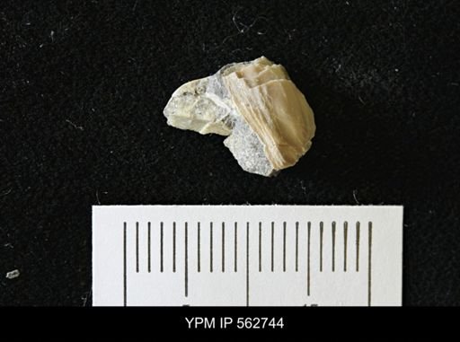 Phelopteria linguaeformis