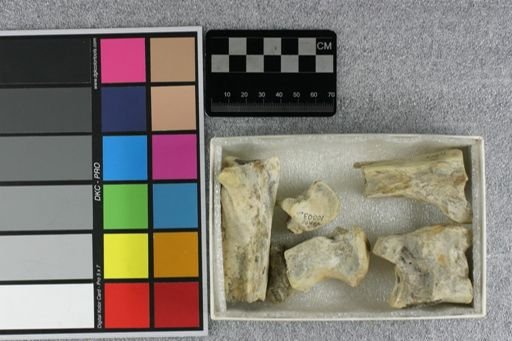 Elotherium sp.