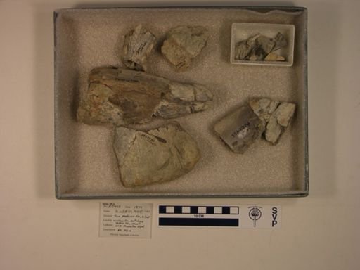 Hadrosauridae