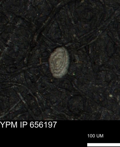 Spirolocammina planula