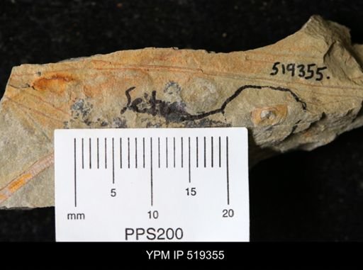 undet. Brachiopoda