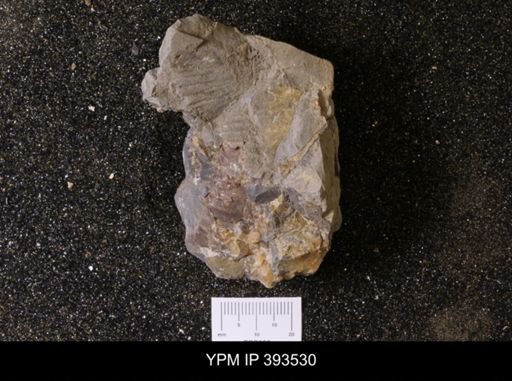 Scaphites sp.