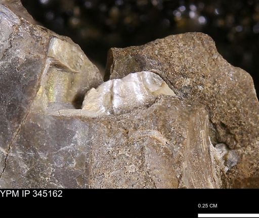 undet. Mollusca