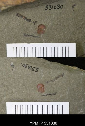 undet. Illaenacea