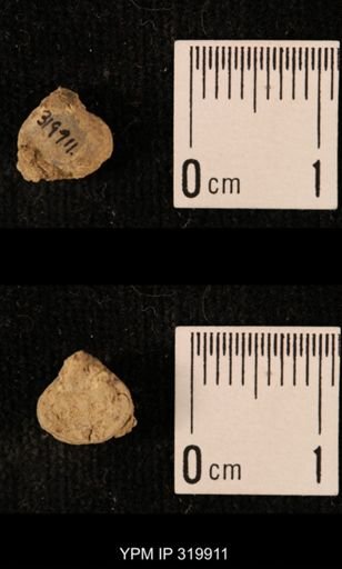 Ambocoelia planoconvexa
