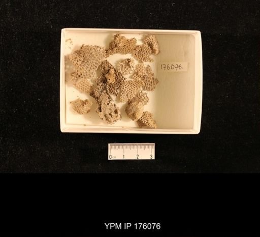 undet. Bryozoa