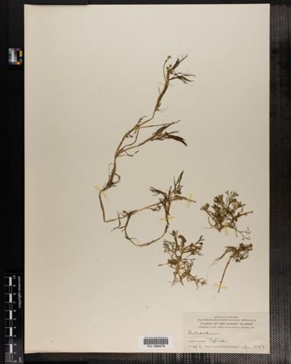 Plantae