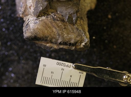 Inoceramus sp.