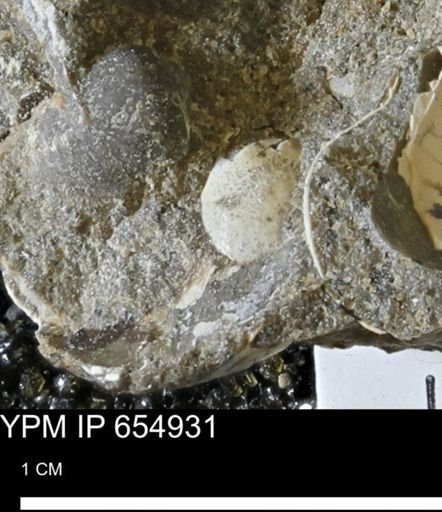 Mollusca