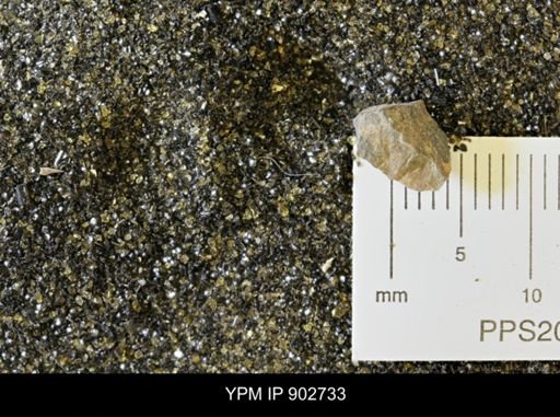 Baculites sp.