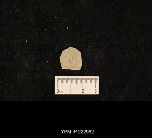 undet. Hexapoda