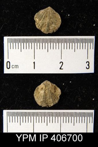 undet. Atrypida