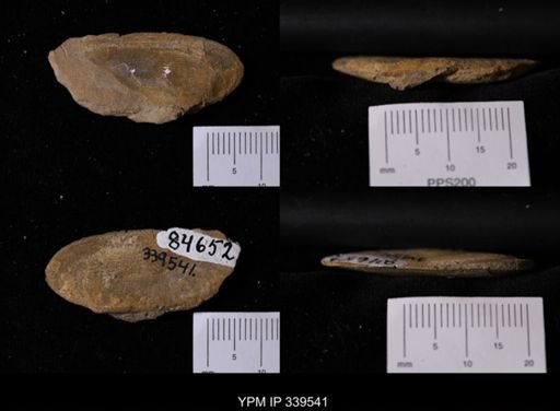 Legumen planulatum
