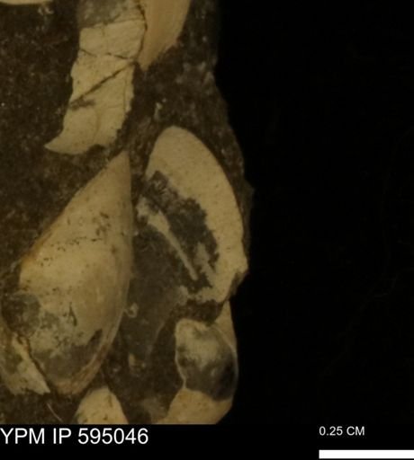 Protocardia sp.