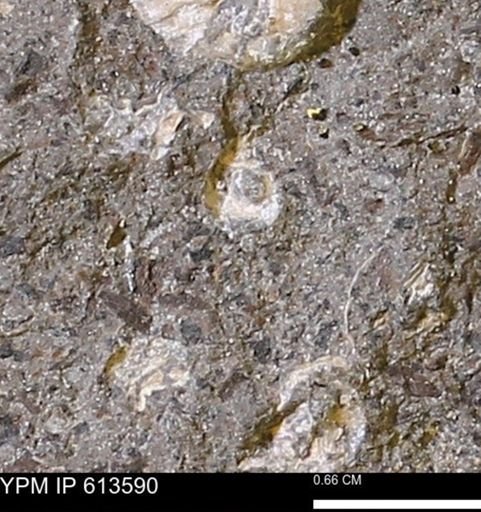 Scaphites sp.