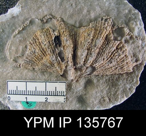 Spirifer (Neospirifer) musakheylensis