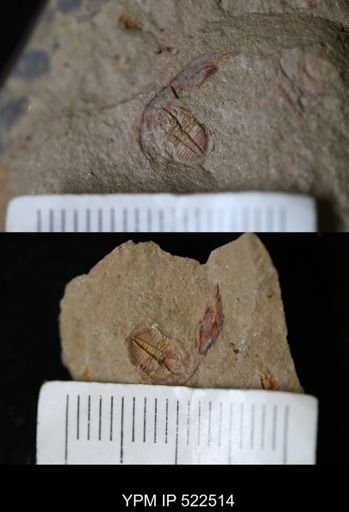 undet. Asaphida