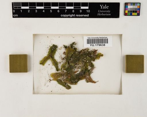 Plantae
