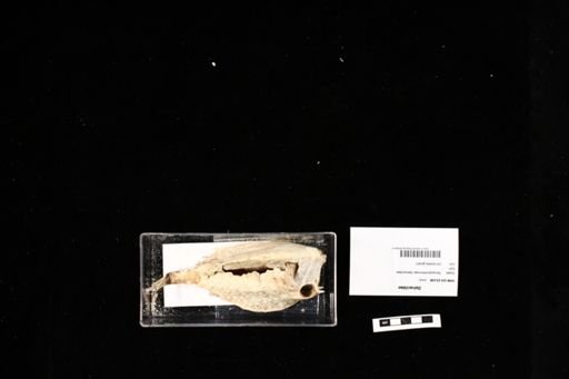Ostraciidae