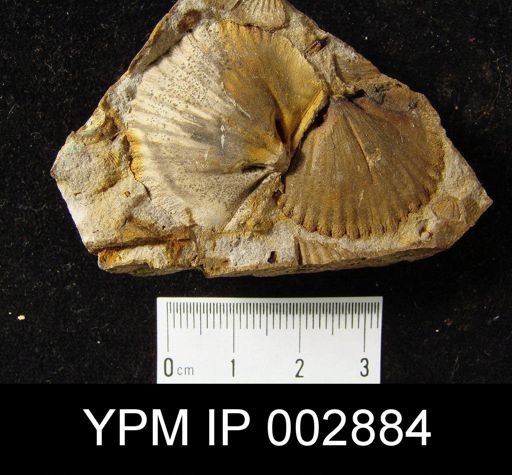Tropidoleptus rhenanus