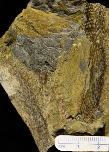 Colpodexylon deatsii