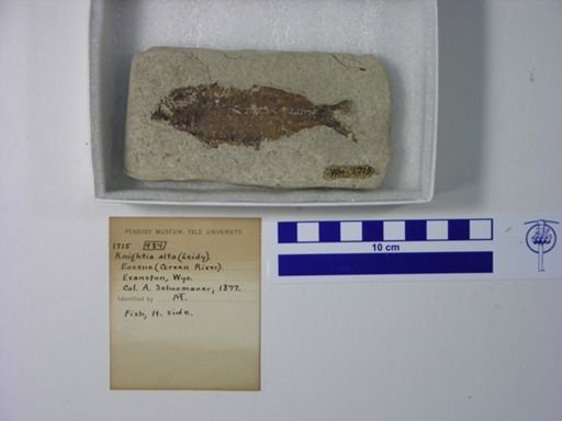 Knightia alta