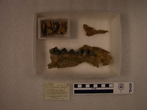 Titanoides zeuxis