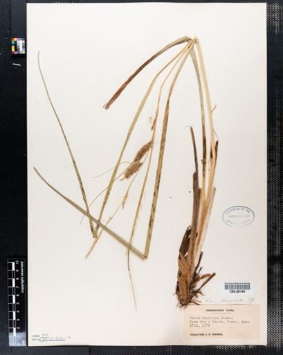 Carex rostrata