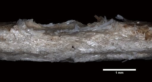 Lepidisis longiflora