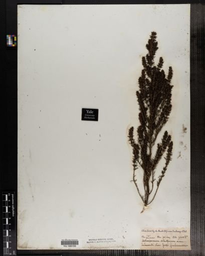 Plantae