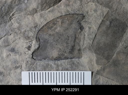 undet. Eurypterida