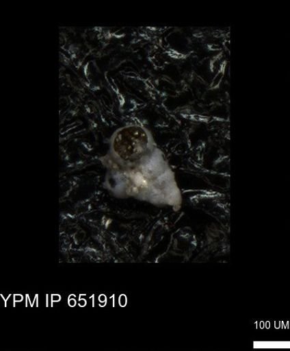 undet. Heterohelicidae